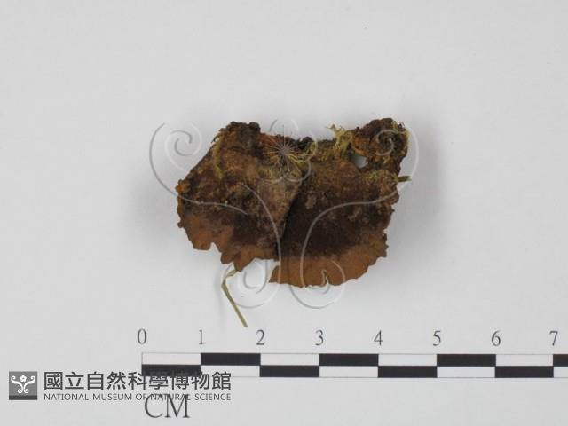 多孔菌屬藏品圖，第1張