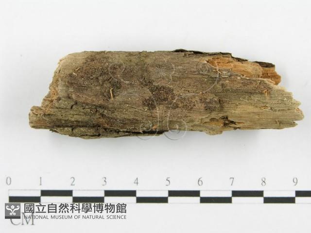 登錄號:F0001961藏品圖，第1張