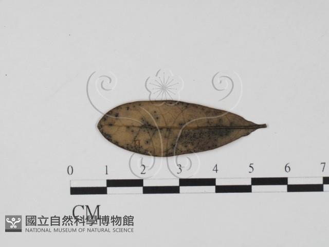 登錄號:F0011961藏品圖，第1張