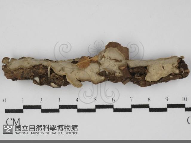 登錄號:F0031961藏品圖，第1張