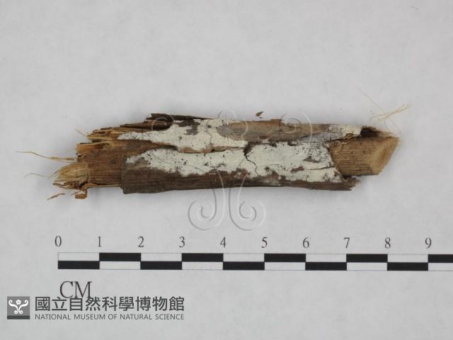 絲齒菌屬藏品圖，第1張