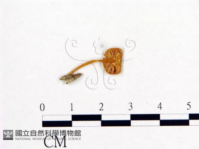 登錄號:F0004961藏品圖，第1張