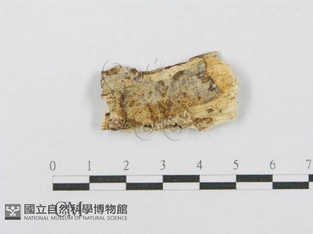 射脈菌屬藏品圖，第1張