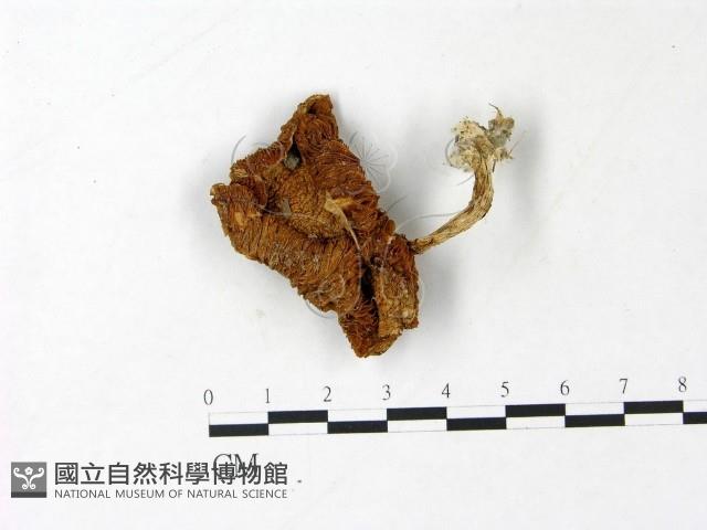 登錄號:F0022961藏品圖，第1張