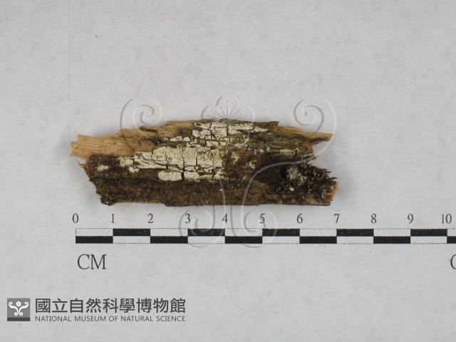 射脈菌屬藏品圖，第1張