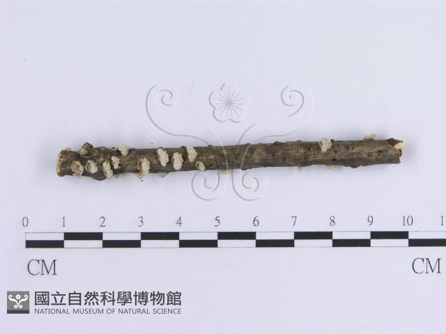 登錄號:F0017961藏品圖，第1張