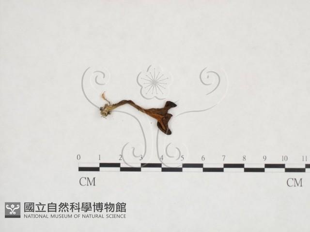 登錄號:F0025961藏品圖，第1張