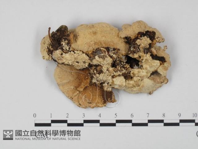 登錄號:F0005961藏品圖，第1張