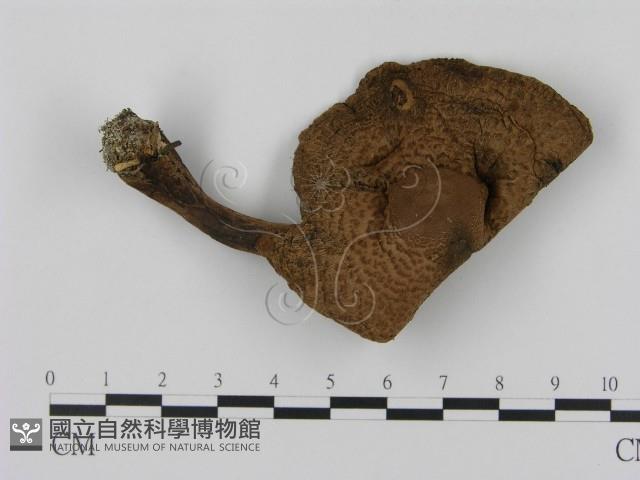 登錄號:F0015961藏品圖，第1張