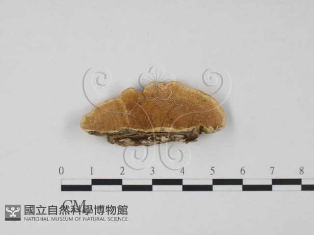 登錄號:F0019961藏品圖，第1張