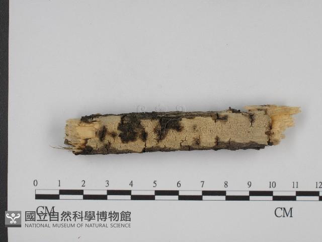 叉絲革菌屬藏品圖，第1張