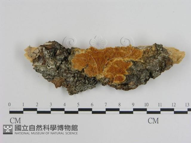 登錄號:F0013961藏品圖，第1張