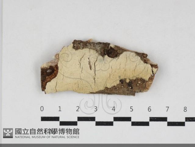 登錄號:F0033961藏品圖，第1張