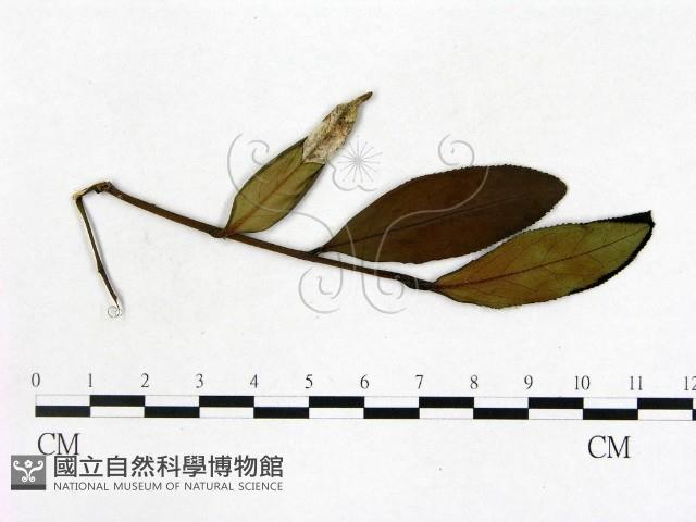 登錄號:F0020661藏品圖，第1張