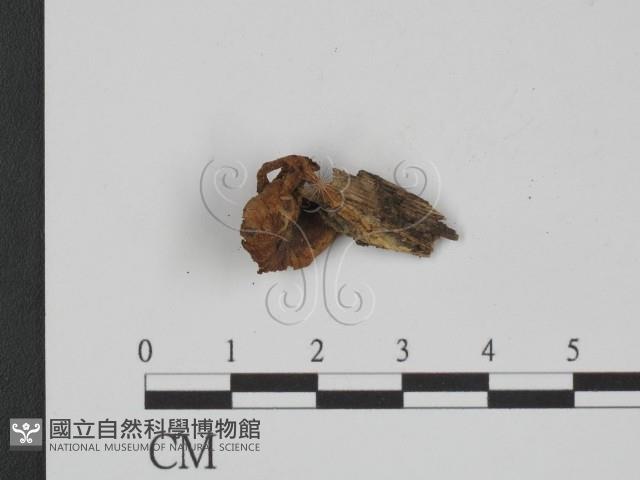 登錄號:F0010661藏品圖，第1張