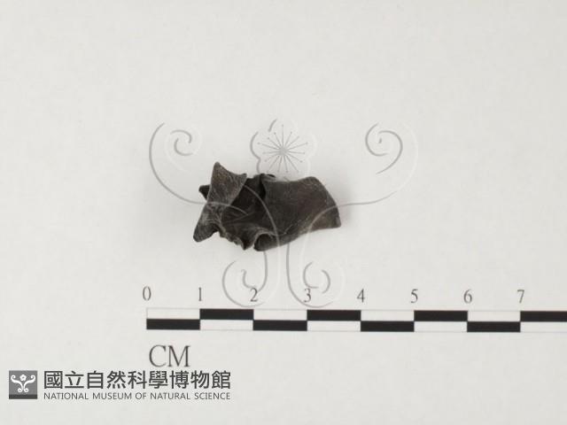 登錄號:F0026661藏品圖，第1張