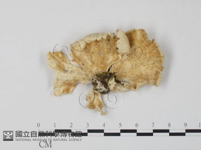 登錄號:F0006661藏品圖，第1張