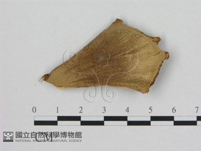 登錄號:F0016661藏品圖，第1張