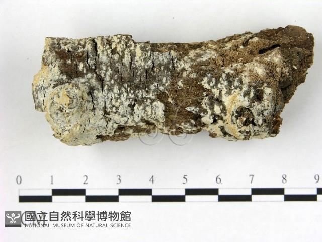 冇骨消絲齒菌藏品圖，第1張