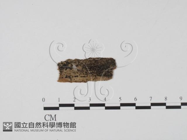 登錄號:F0011661藏品圖，第1張