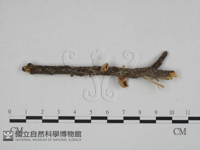 Accession Number:F0024661 Collection Image, Figure 1, Total 3 Figures