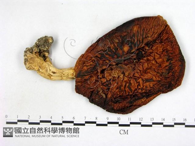 登錄號:F0004661藏品圖，第1張