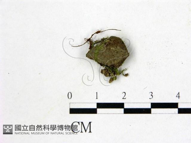 登錄號:F0014661藏品圖，第1張