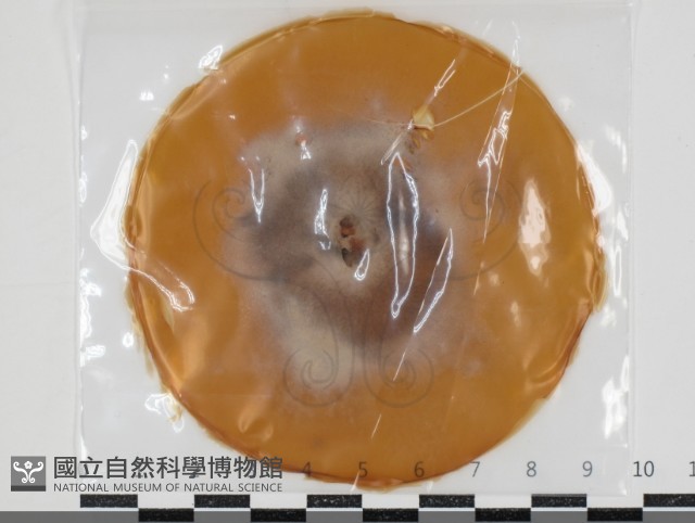登錄號:F0034661藏品圖，第1張