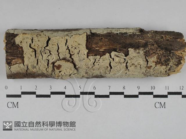 登錄號:F0022661藏品圖，第1張