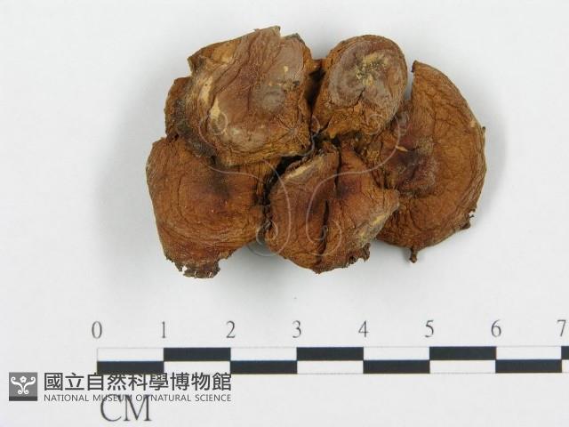杯傘屬藏品圖，第1張