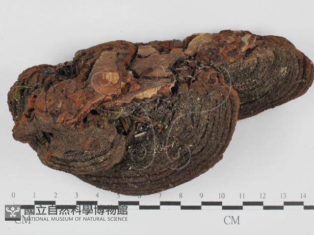 木層孔菌屬藏品圖，第1張