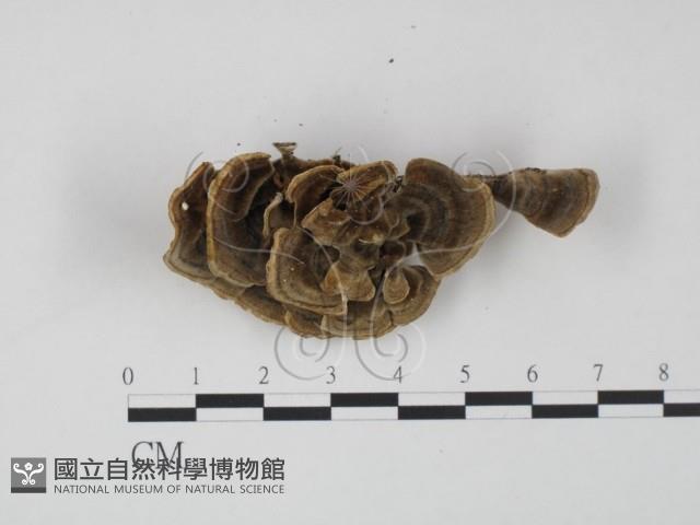 登錄號:F0017661藏品圖，第1張