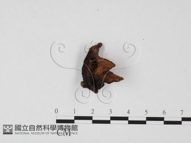 登錄號:F0025661藏品圖，第1張