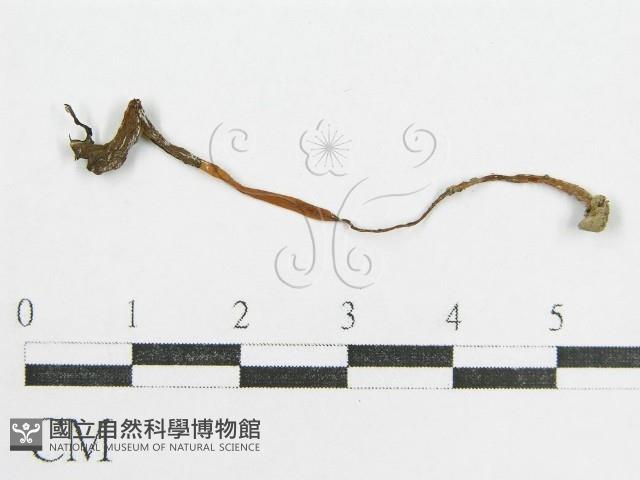 鬼傘屬藏品圖，第1張