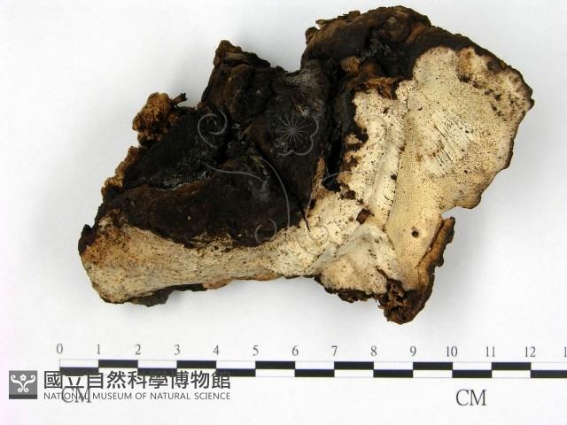 登錄號:F0015661藏品圖，第1張