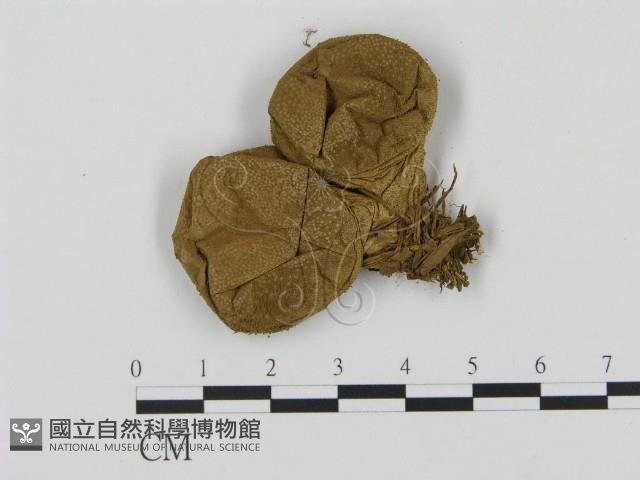 登錄號:F0009661藏品圖，第1張