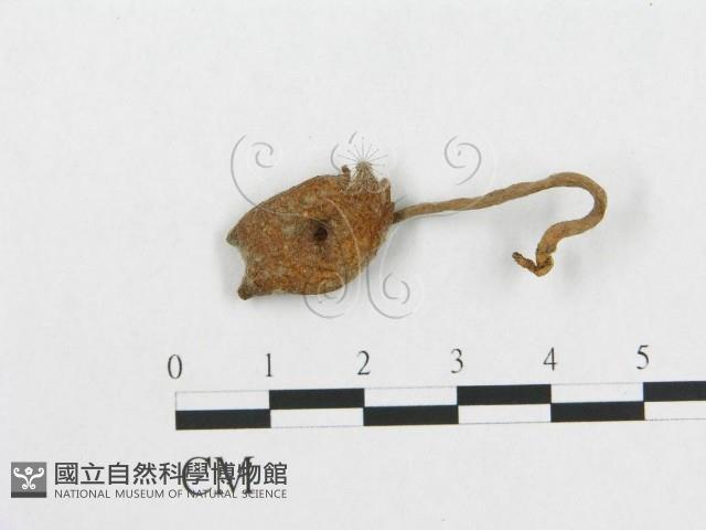 登錄號:F0003661藏品圖，第1張