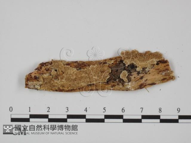 附毛菌屬藏品圖，第1張