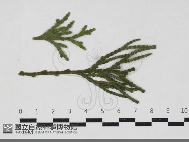 登錄號:F0033661藏品圖，第1張