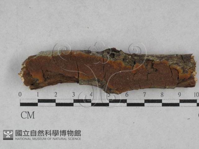 刺革菌屬藏品圖，第1張