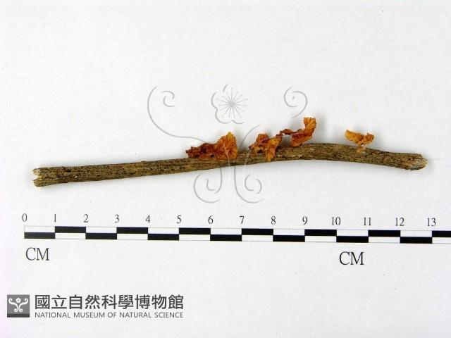 微皮傘屬藏品圖，第1張