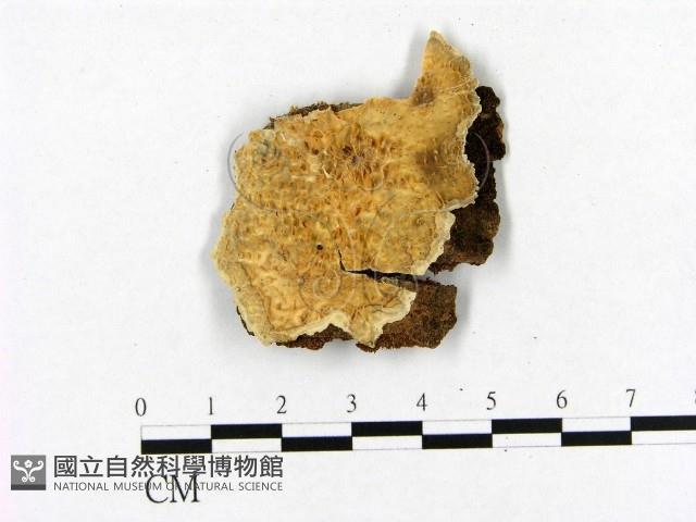 館號:F0020461藏品圖，第1張