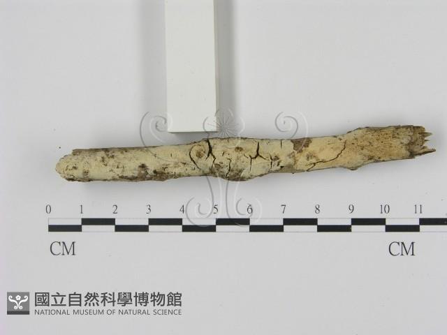 剛毛絲皮菌藏品圖，第1張