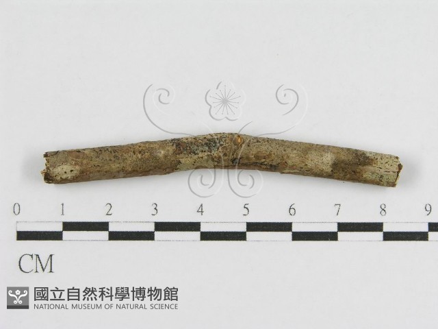 登錄號:F0010461藏品圖，第1張