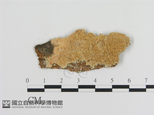登錄號:F0006461藏品圖，第1張
