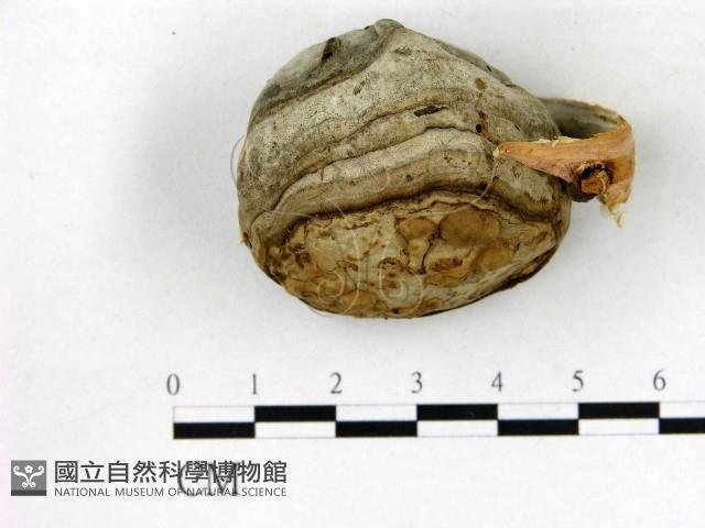 登錄號:F0016461藏品圖，第1張