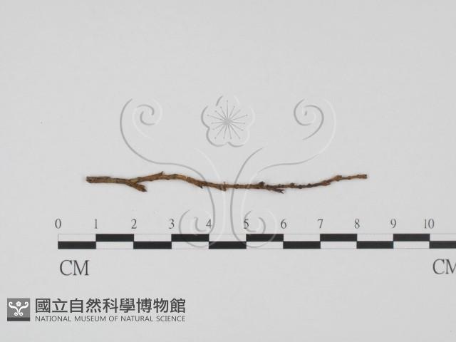登錄號:F0011461藏品圖，第1張