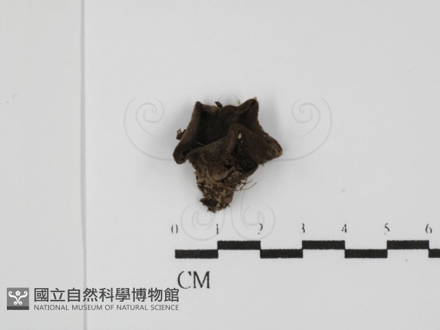 登錄號:F0031461藏品圖，第1張