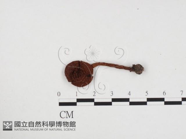 登錄號:F0024461藏品圖，第1張