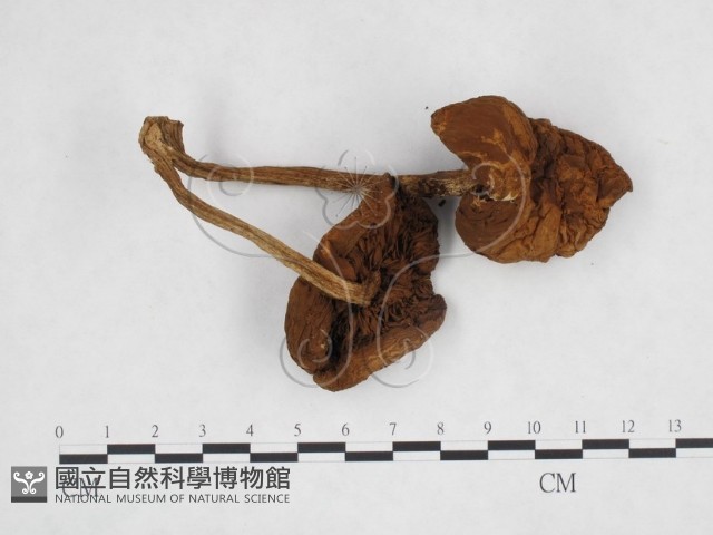 登錄號:F0014461藏品圖，第1張